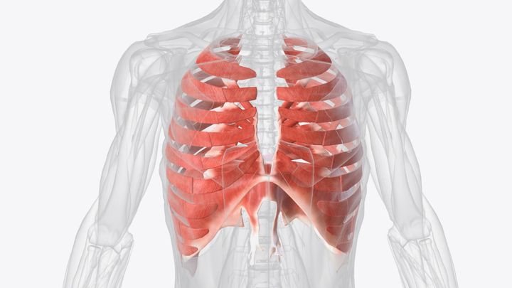 The Hidden Muscle That Helps Protect Your Spine