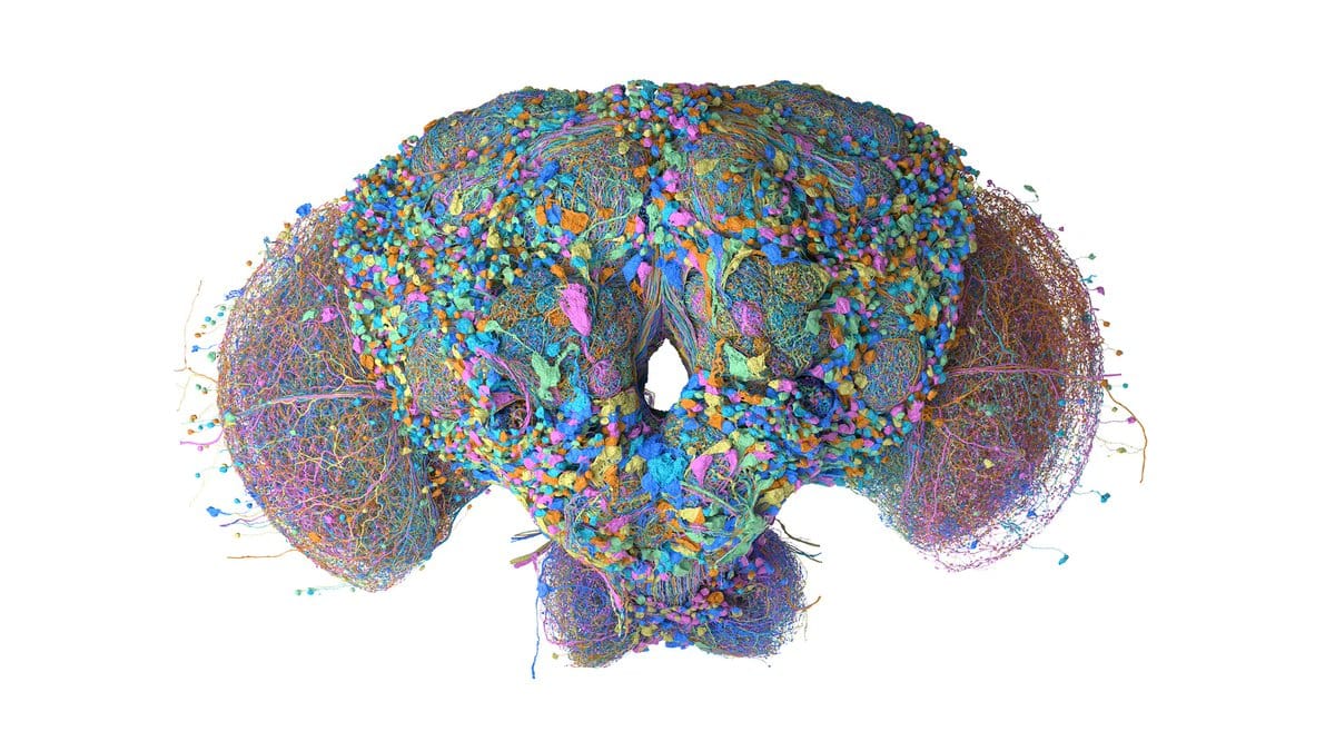 雄果蠅中樞神經系統高對稱性 3D 視覺化圖譜