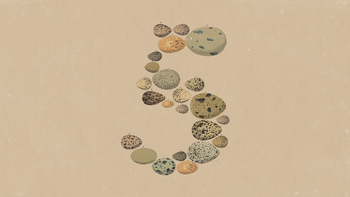 Anthropic 發布 Claude Opus 5 的官方主視覺