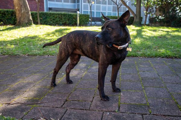 用ChatGPT幫愛犬設計客製化癌症疫苗：AI顧問讓腫瘤縮小75%的真實案例