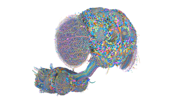 Google Research 與 HHMI Janelia 合作繪製的成年雄果蠅完整中樞神經系統 3D 視覺圖