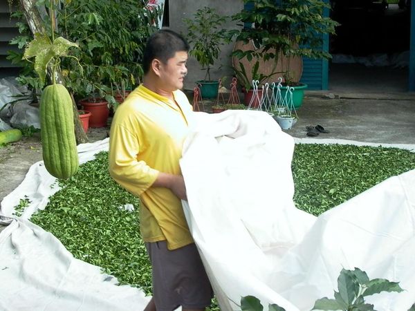 現金で奪い合う八仙山の茶