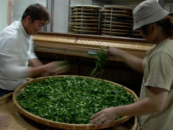 九二一地震はどのように台湾茶業を変えたのか？災後の茶品質変化記録