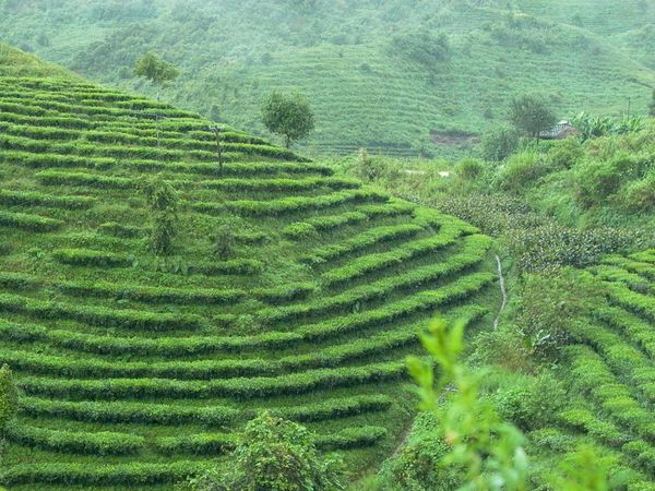 六大茶類の特徴と収蔵ガイド