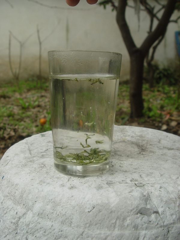 碧螺春淹れ方教室