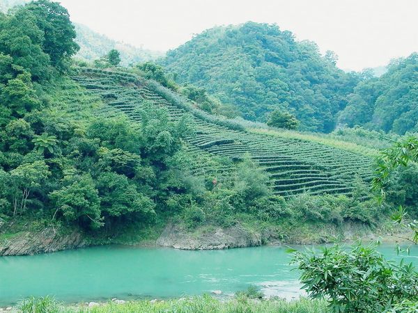 フィレンツェ風烏龍ミルクティーのレシピ