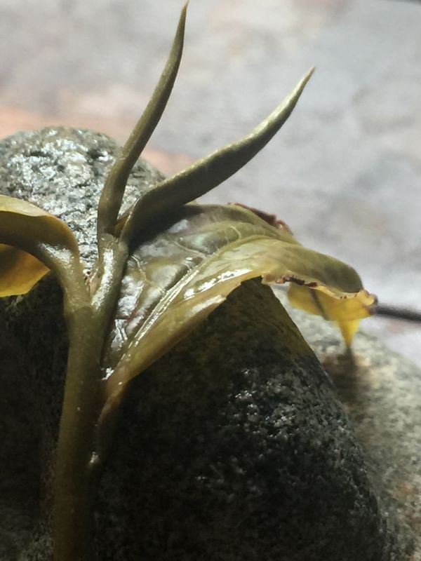 宋代人はに紫砂壺でお茶を淹れていない