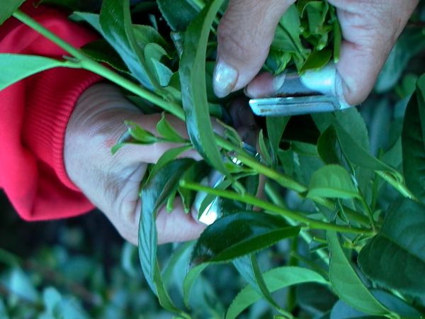 茶湯が濁るのは茶葉に問題