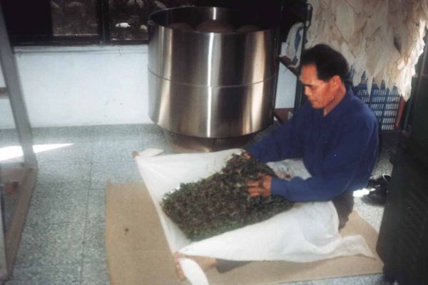 製茶師の体力限界