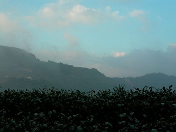 烏龍茶にはどのような誤解がありますか