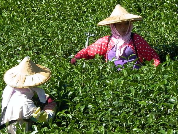 ウーロン茶と緑茶/紅茶は何が違うの