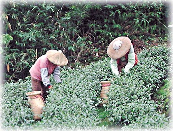 鉄観音摘採の黄金時刻