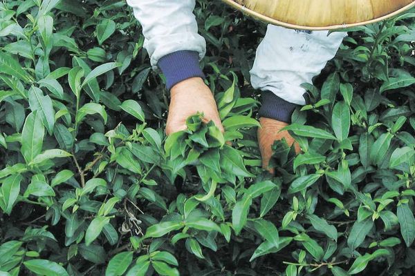 気候が茶葉品質をどう決めるか
