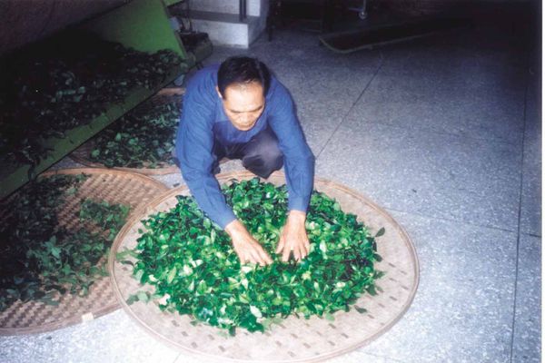 鉄観音の摘採等級