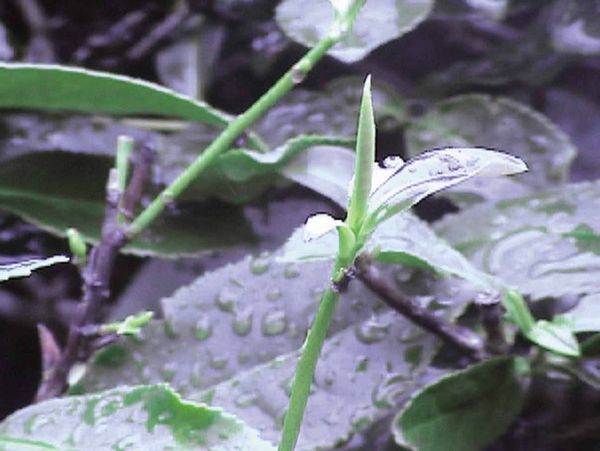 本物の鉄観音を見分ける口訣