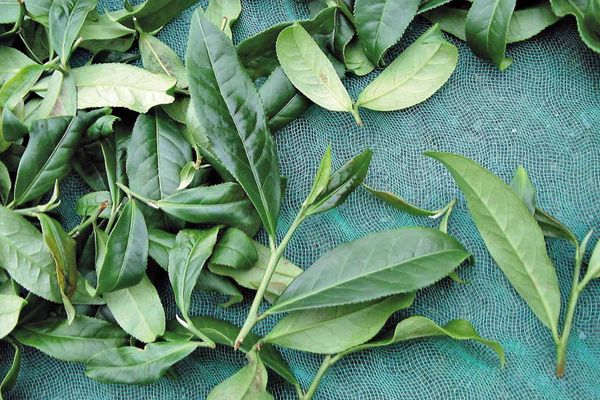 春茶と冬茶はどちらが良い？