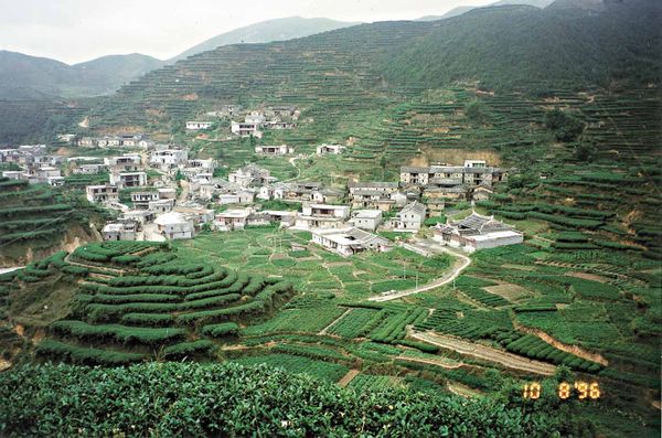 山を焼いて茶を植えた