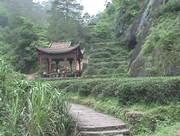軍隊の通過による偶然の事故が、世界を変えた小種紅茶をどう生み出したか
