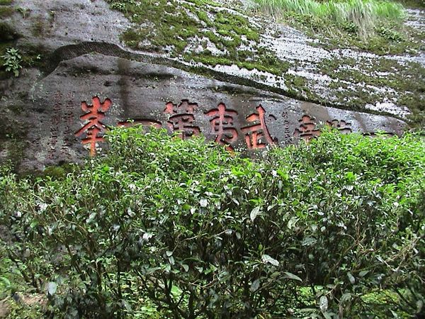 元朝はなぜ武夷山に「御茶園」を設けたのか？