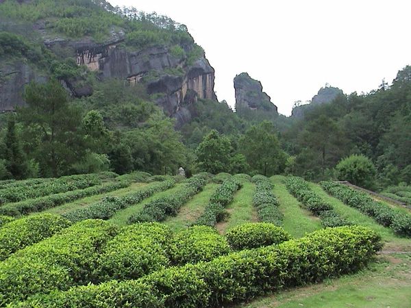 御茶園