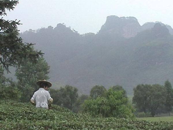 正岩茶と洲茶