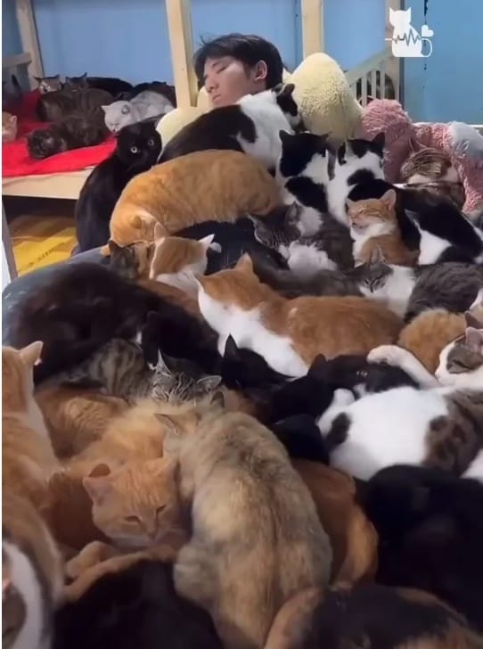 A man lying on a couch? Maybe? He's got dozens of cats napping on top of him, it's hard to tell what he's lying on.