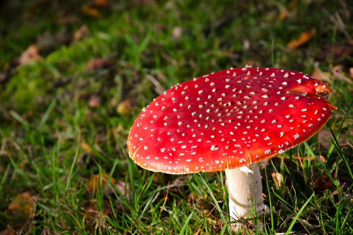 Identifying Poison