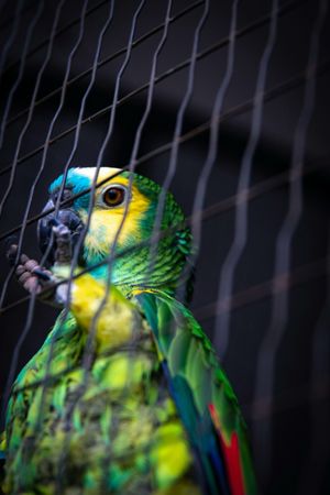 Image of: Parrot Performance