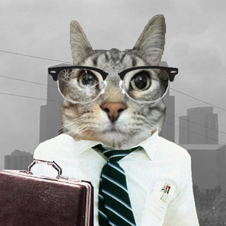 Falling Down Cat