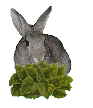 Early internet GIF depicting a photorealistic bunny munching on lettuce.