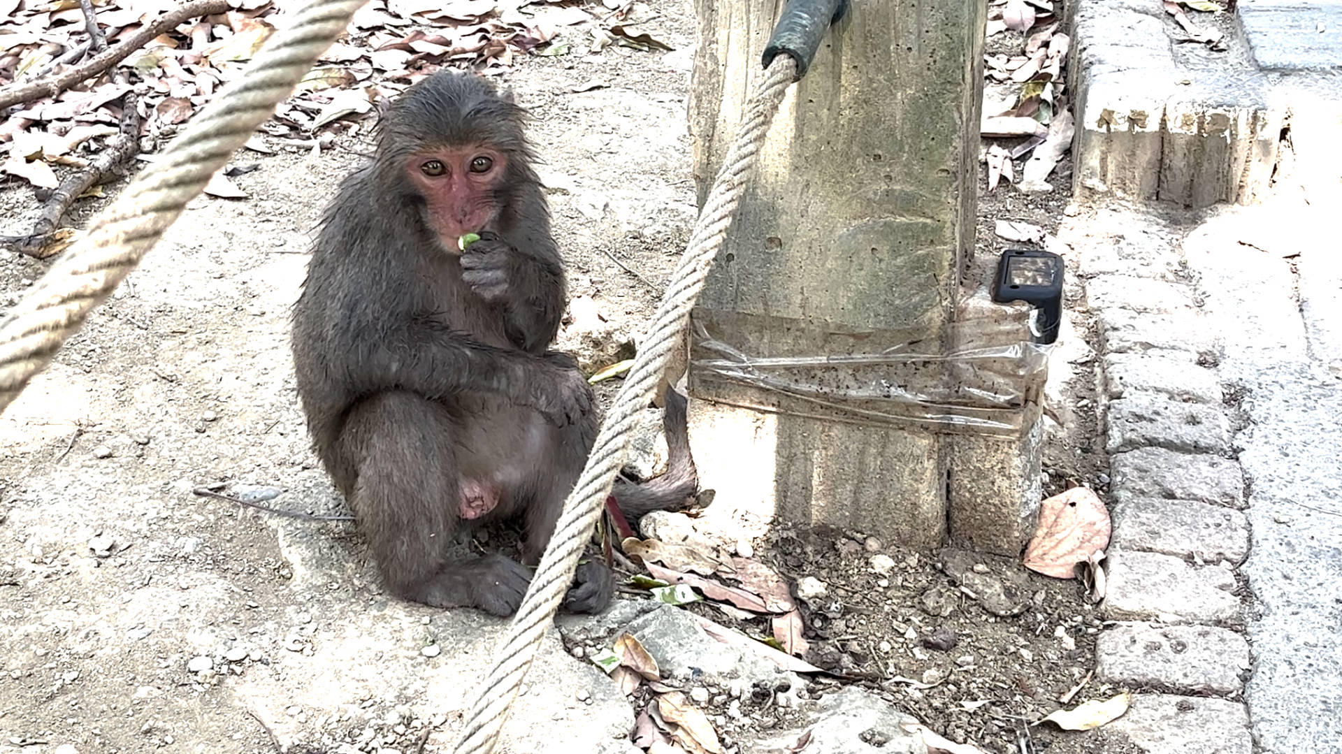 Of monkeys and mountains