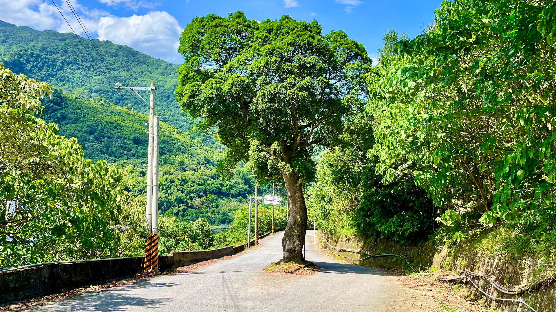 A mature tree growing in the middle of a narrow mountain road. The tree looks to be around 15 meters tall.