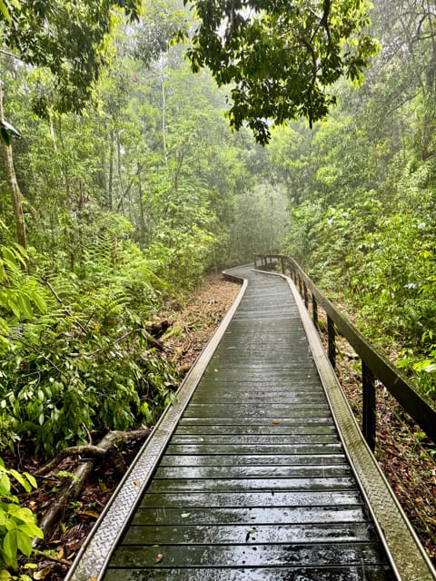 A boardwalk through a forest, wet in heavy rain.