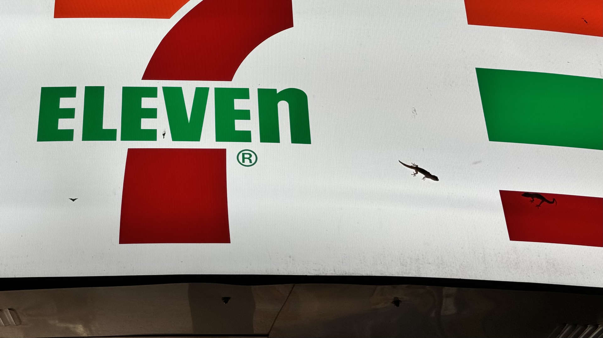 Two small lizards silhouetted against an illuminated 7-Eleven sign.
