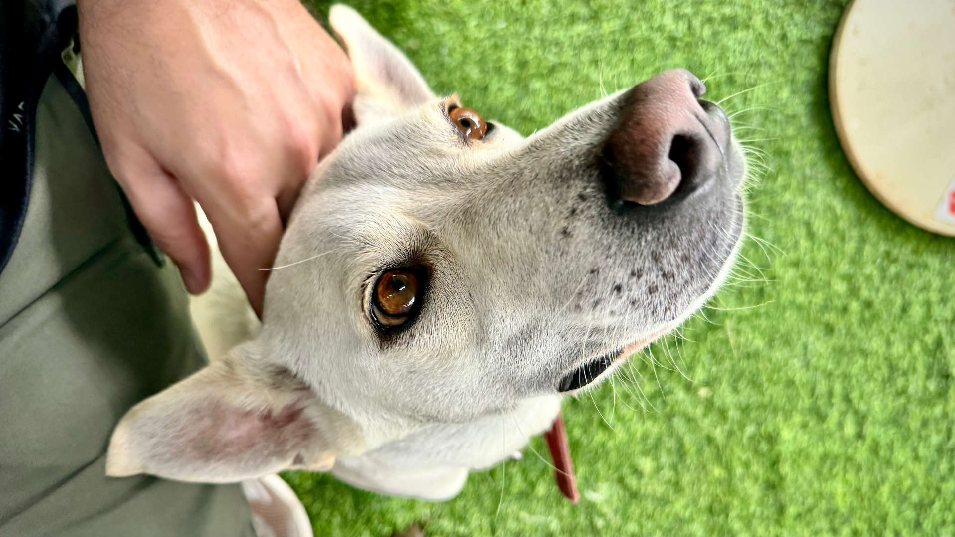 Point-of-view photo of a friendly dog looking up at a man who is petting his head.
