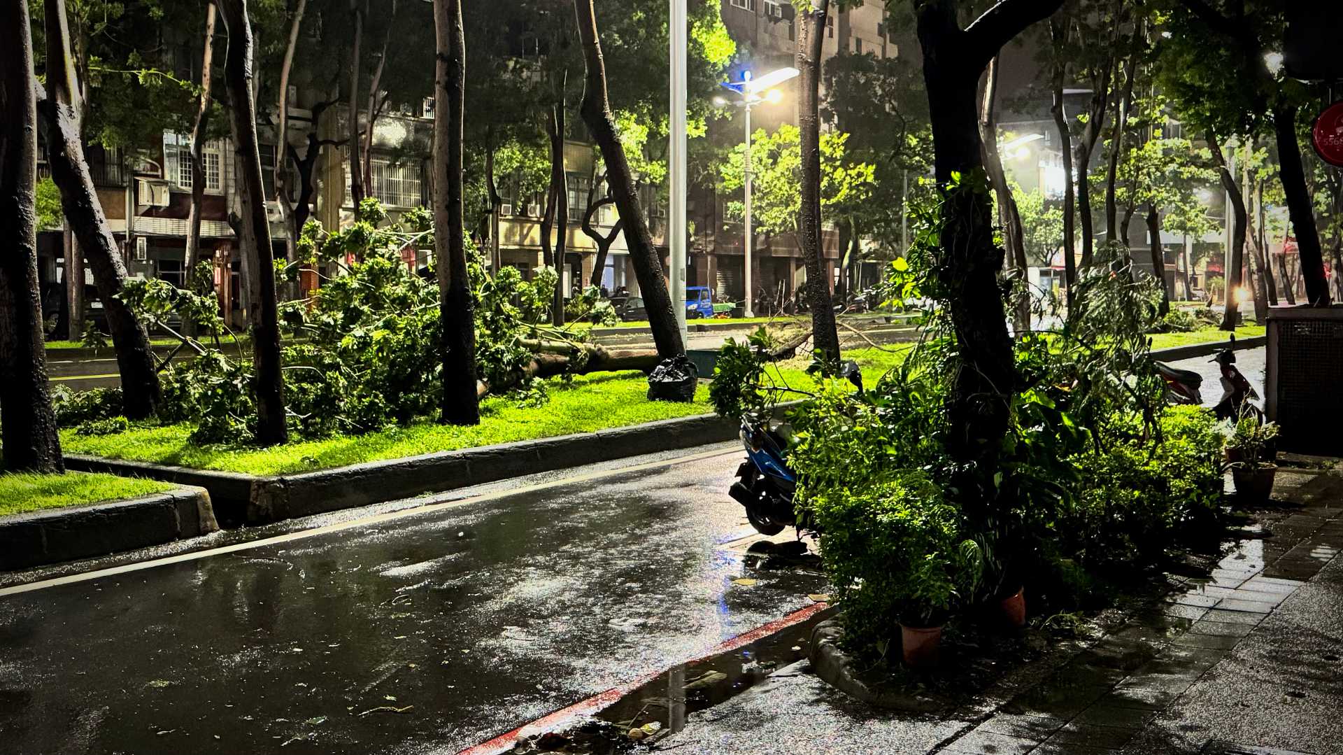 Two fallen trees in Kaohsiung, Taiwan, after Typhoon Gaemi.