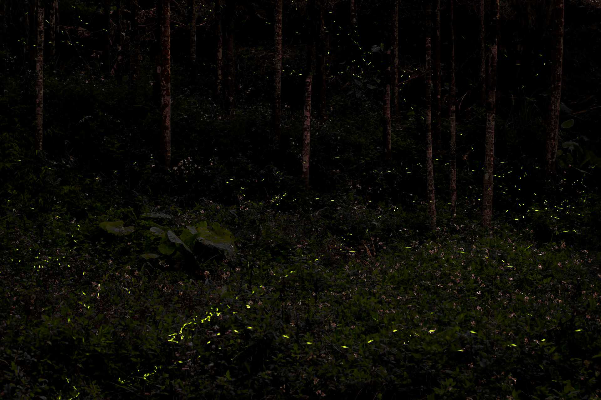 A long exposure of fireflies in a forest in Namasia District, Kaohsiung.