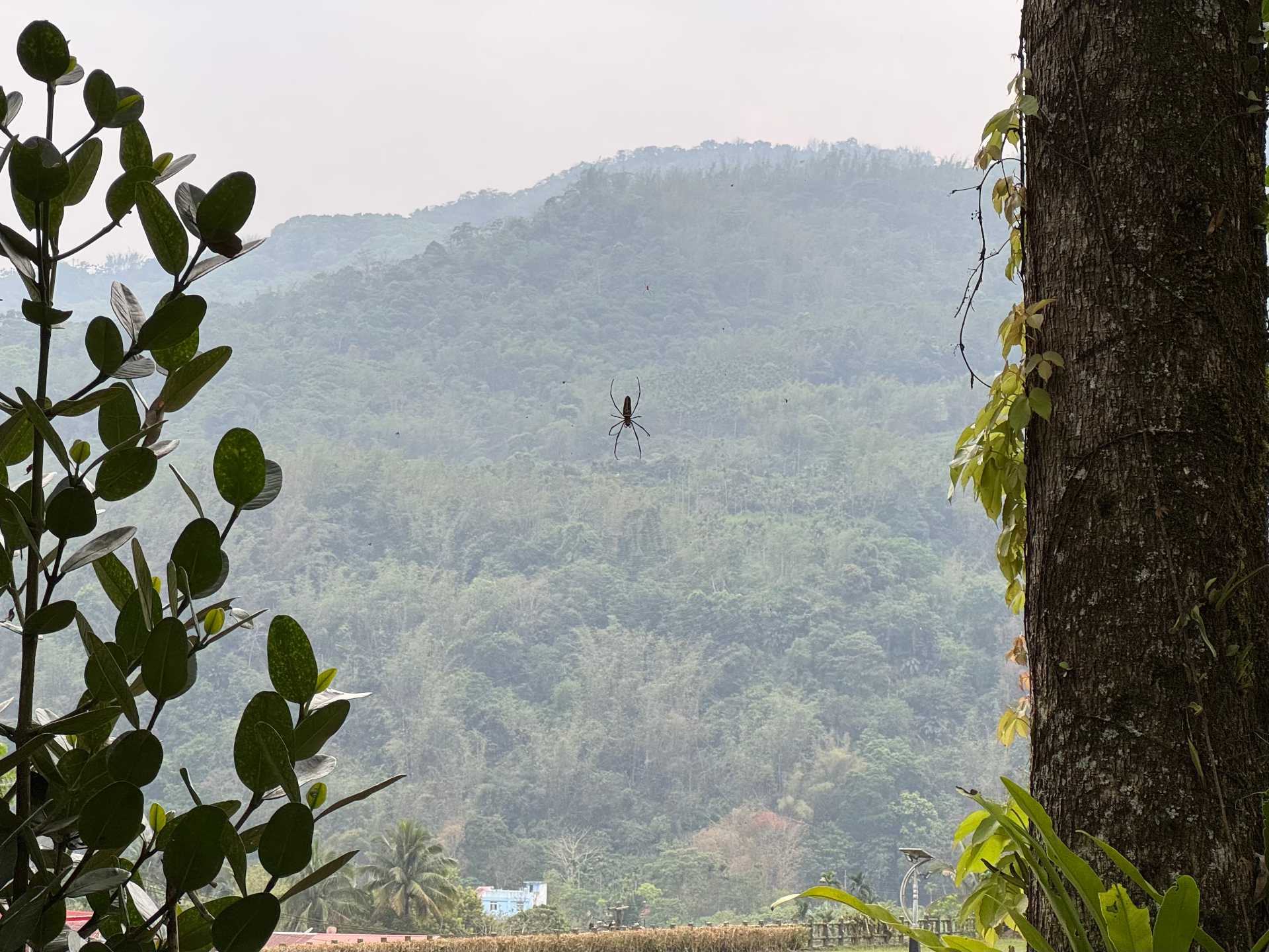 Silhouette of a huge spider climbing downwards on a web between two trees in Maya Village, Namasia, Taiwan. A forested mountain is visible in the distance.