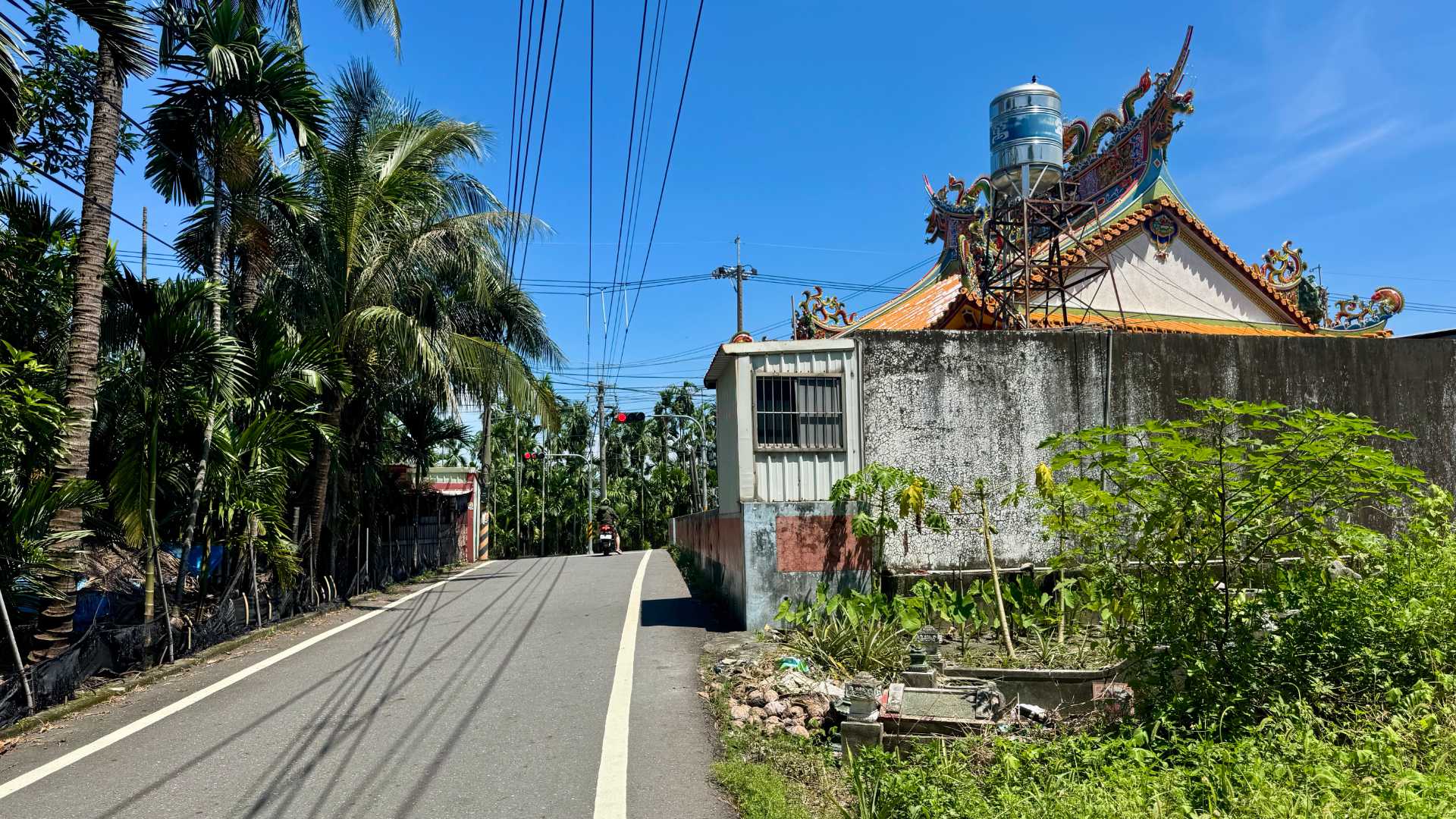 A narrow country road leading to an intersection where a scooter rider is stopped at a red light. The road is lined with betel nut trees on the left side. There is a small temple on the right.