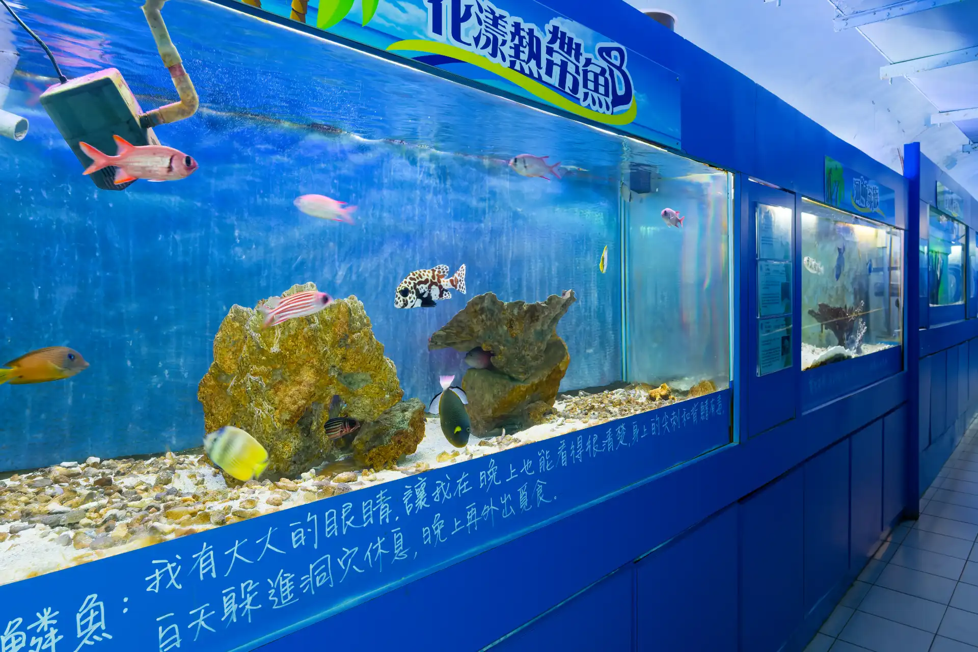 A fish tank with clear water and assorted small colorful fish swimming inside.