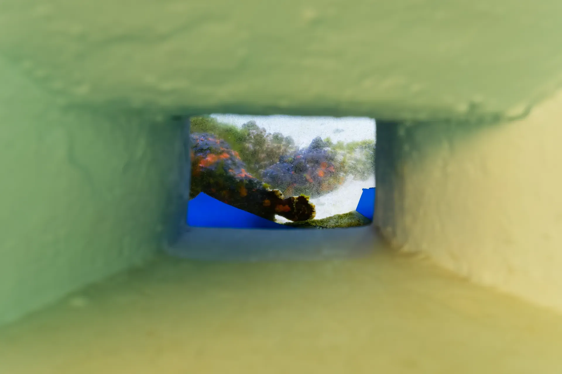 Algae in a fish tank, viewed through a small square hole in a thick concrete wall of an underground bunker.