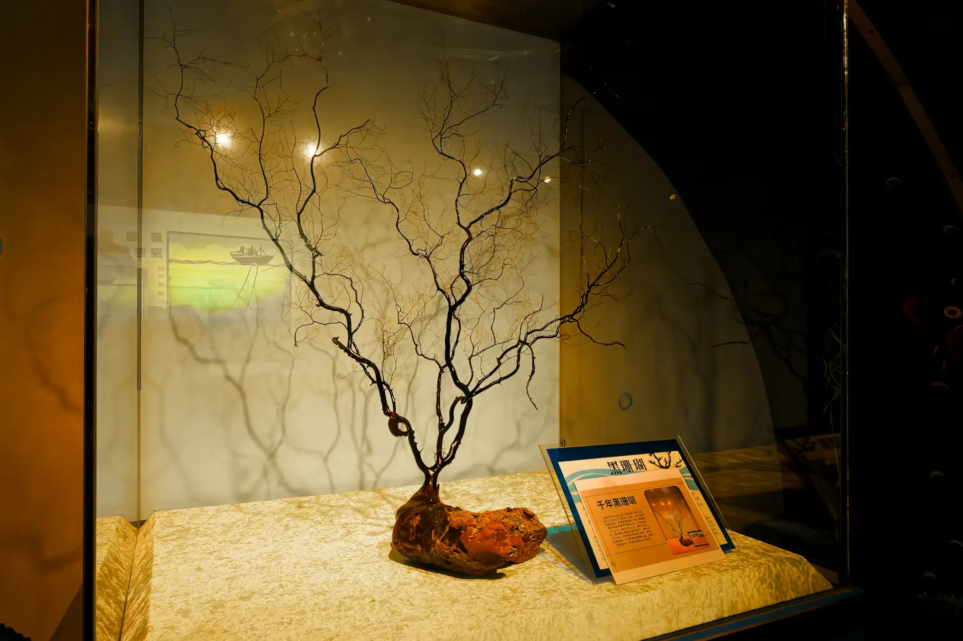 A 130 centimeter tall piece of black coral, with a tree-like structure, in a glass display case.