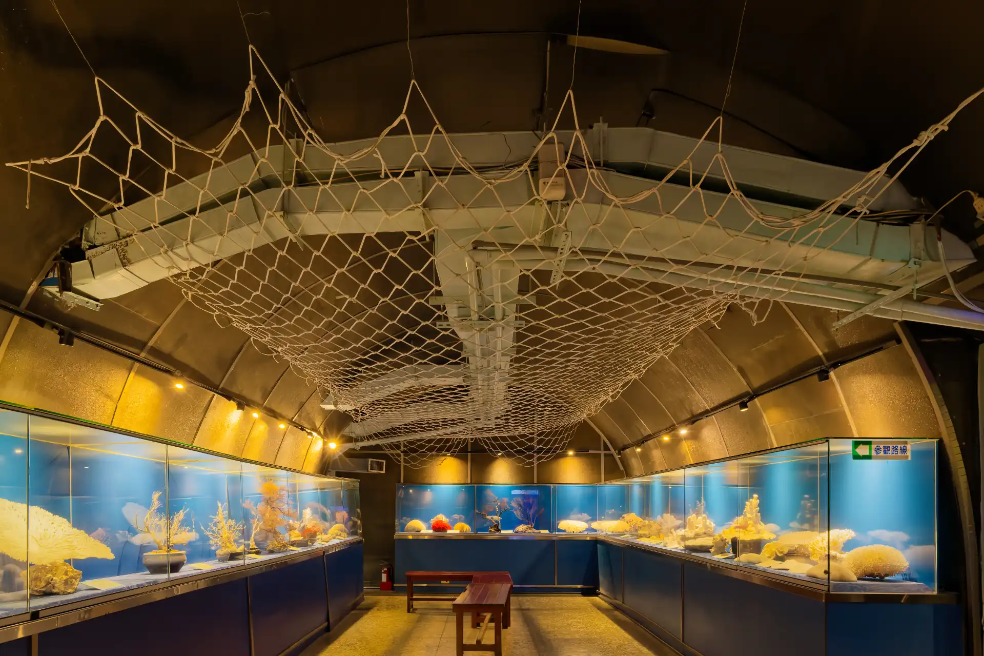 An underground room, around four meters wide with an arched ceiling, and display cases along each wall. The cases contain coral.