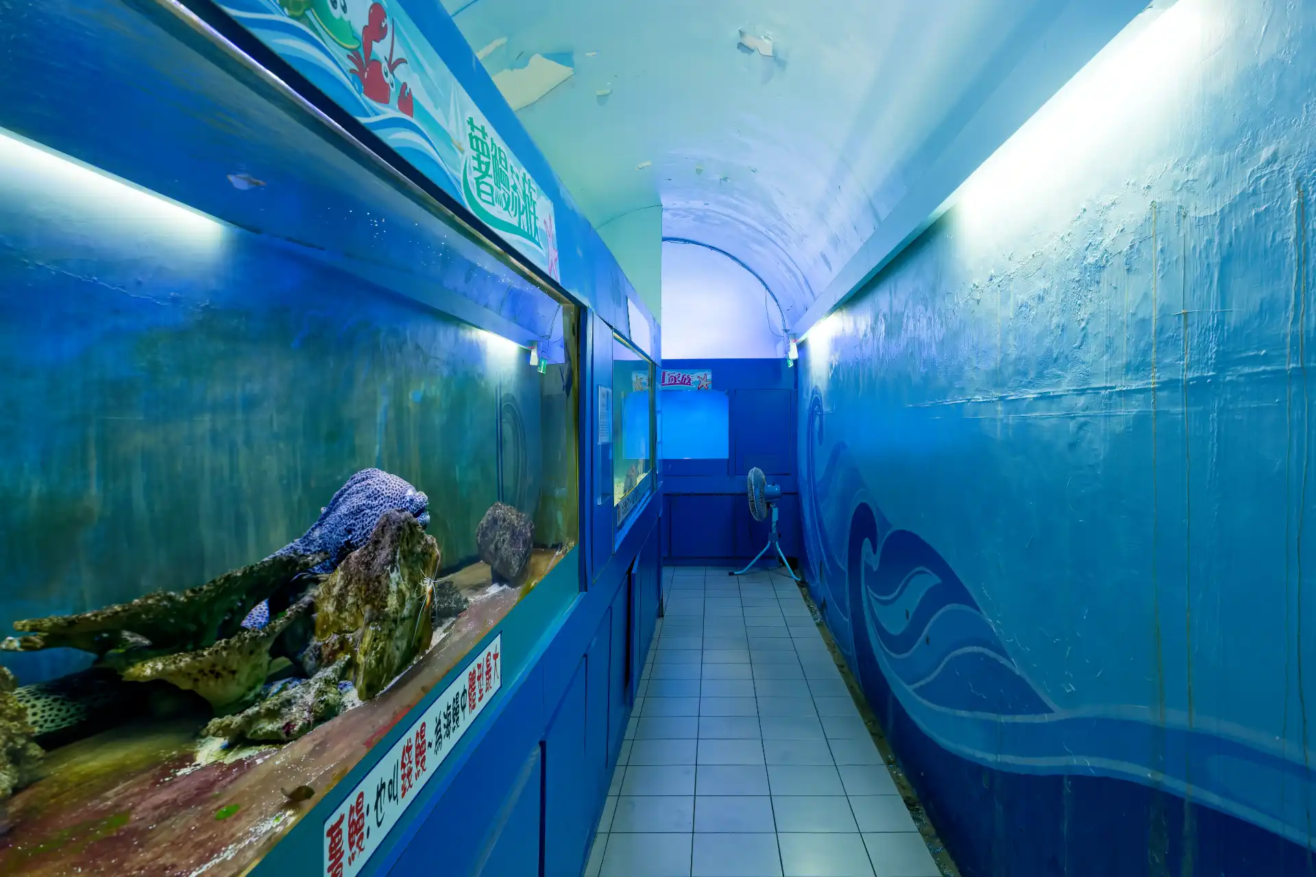 A fish tank with a scary-looking very large fish inside.