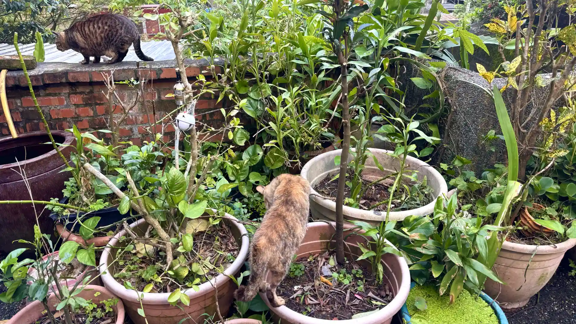 Two cats climbing over flower pots in Houtong.
