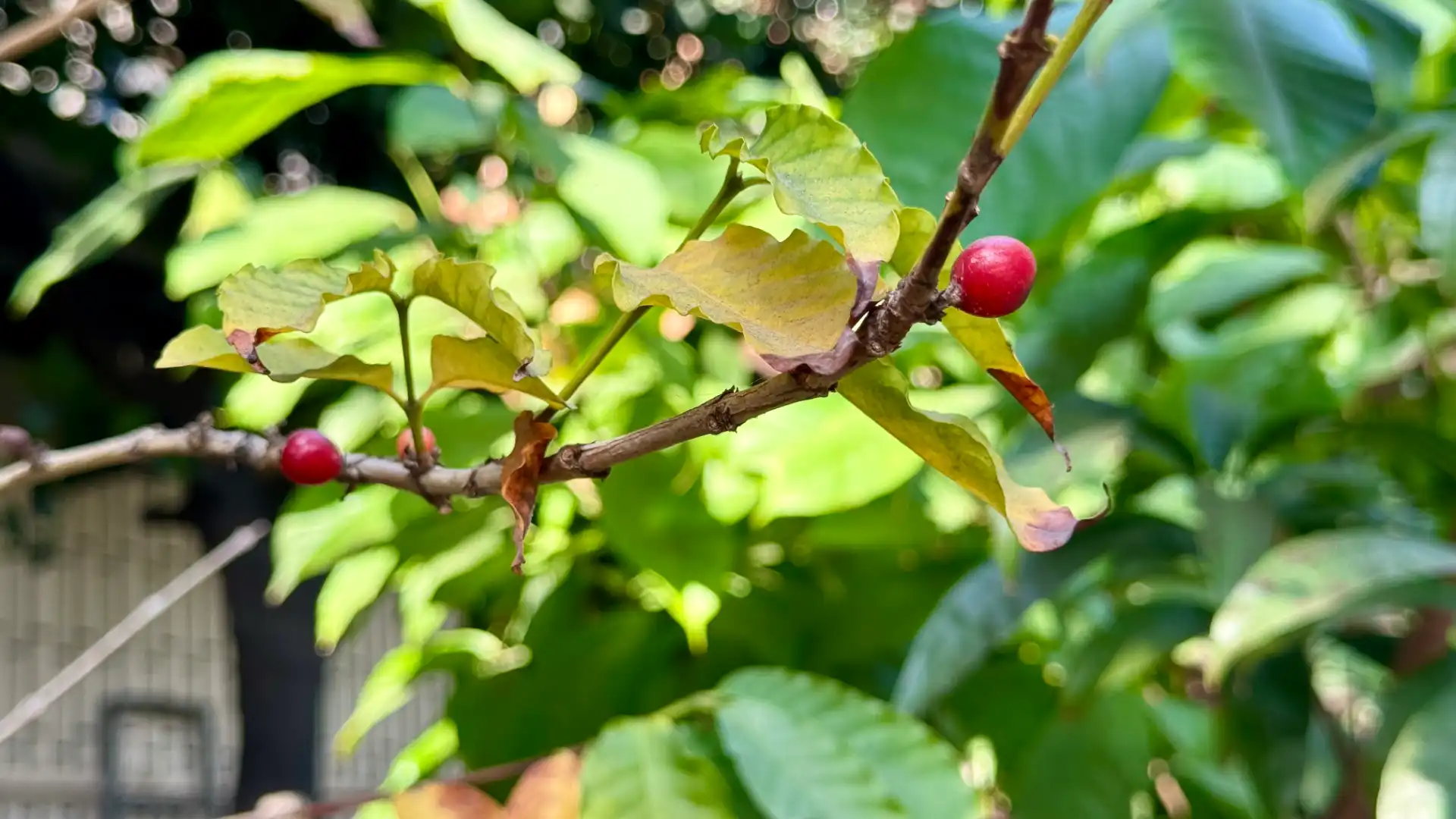 Close-up of a coffee cherry growing on a potted coffee plant.
