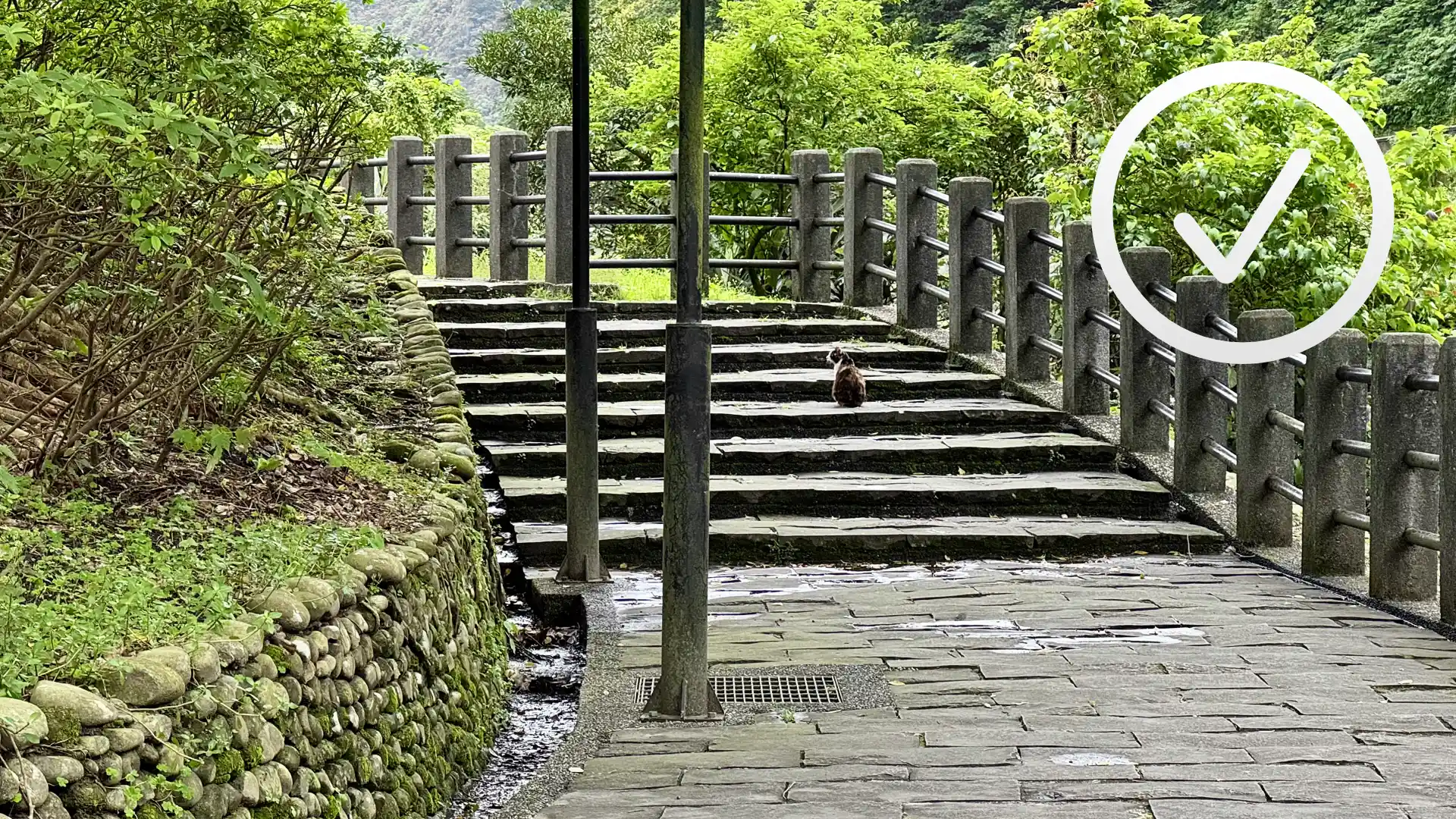 A cat alone on some steps with a checkmark superimposed in the top-right corner.