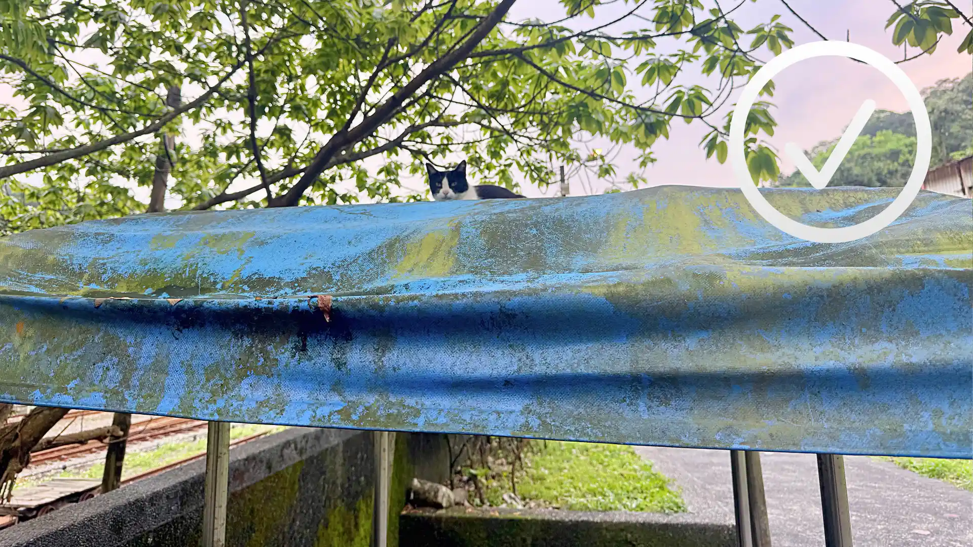 A cat sitting on a roof with a checkmark superimposed in the top-right corner.