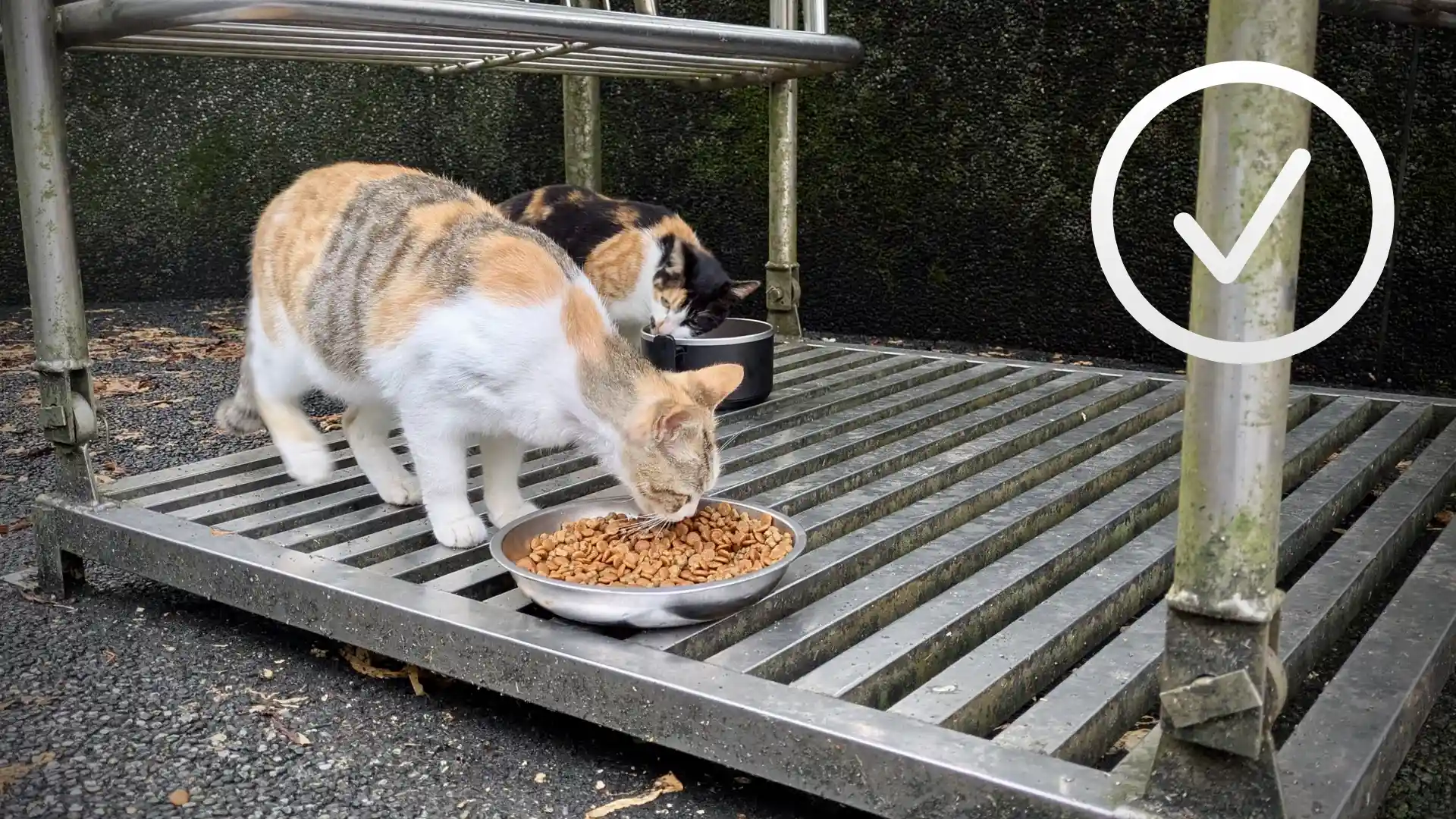 Two cats eating from bowls of dry cat food with a checkmark superimposed in the top-right corner.