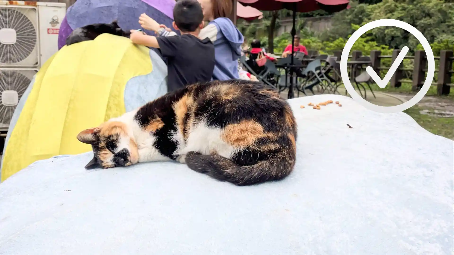 A sleeping cat with a checkmark superimposed in the top-right corner.